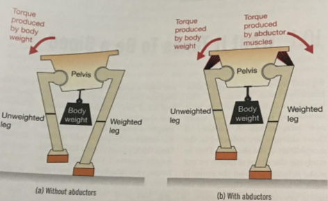 Bipedality_ Abductor Muscles (4)