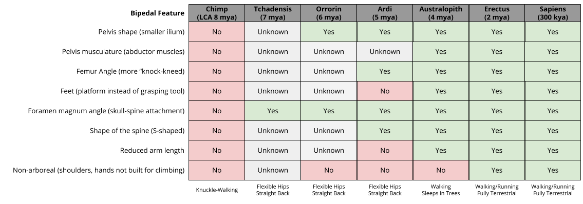 Bipedality_ Anatomical Features (1)