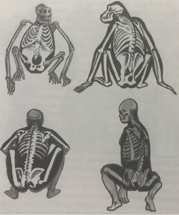 Bipedality_ Squatting Posture.png