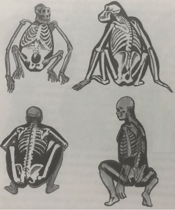 Bipedality_ Squatting Posture.png