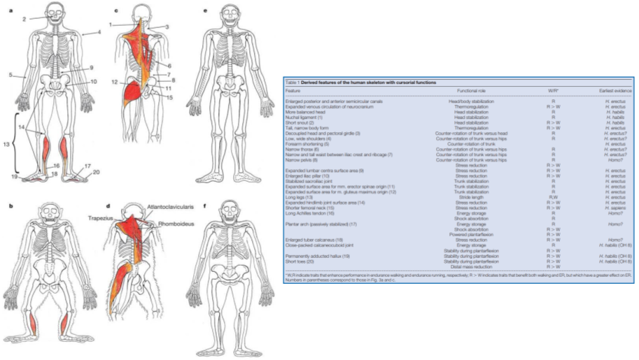 Born To Run_ Anatomical Comparison (1).png