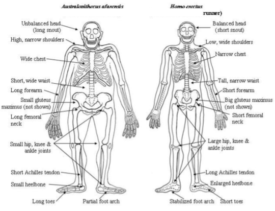 Born To Run_ Hominin Anatomy (4)