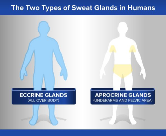 Born To Run_ Sweat Glands (1)