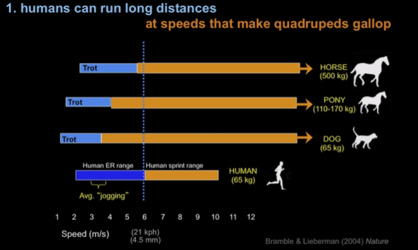 Born To Run_ Trot-Gallup Transition (1)